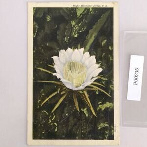 Vintage Night Blooming Cereus Hawaii Linen Postcard 1930s Flower Floral